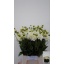 product/img.floraplaza.nl/114422-55-LIVE_fotos-0xD4C2936C15D7D499CD831077BD2959474B1F968C.jpg