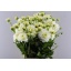 product/img.floraplaza.nl/114422-55-LIVE_fotos-0xF7CD66F344F8CA22BC664ECFC367D6EDC04D3ECA.jpg