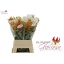 product/img.floraplaza.nl/114429-90-LIVE_fotos-0xEA5AFE0DC719E4F35B4DD7B7A4032E0E480358DE.jpg