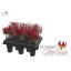 product/img.floraplaza.nl/114438-20-LIVE_fotos-0x89D1AC3B8A7DC2E070764D0E24B73883958ED3DD.jpg