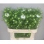product/img.floraplaza.nl/114460-75-LIVE_fotos-0x4B6D3F1AB17F093F1B7C2E4782F9C8EA2EDB20B4.jpg