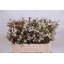 product/img.floraplaza.nl/114471-50-LIVE_fotos-0x4C4D50A65FCFB79AD24D2DF3AAADBEB397276F89.jpg