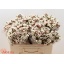 product/img.floraplaza.nl/114471-50-LIVE_fotos-0x7FC775D15098B603FE137B28542E50D2CFB6D73F.jpg