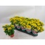 product/img.floraplaza.nl/114481-12-LIVE_fotos-0xD3EF036D99F5ECD1F71FEBFFCF8E4F86796C6956.jpg
