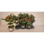 product/img.floraplaza.nl/114493-14-LIVE_fotos-0x4ACC659C489B7B886FC3747984294AE3981DB574.jpg
