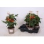 product/img.floraplaza.nl/114493-14-LIVE_fotos-0xDFB4A46418811B46D24868A1FA5C97F6ACAA4D89.jpg
