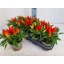 product/img.floraplaza.nl/114530-12-LIVE_fotos-0x70BC8098D79A81200272487CF969E4A3D6A7C9E0.jpg