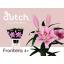product/img.floraplaza.nl/114586-90-LIVE_fotos-0x385FE452E1758D6622CDB7B5A7EC1FA9FB0D82BD.jpg