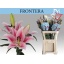 product/img.floraplaza.nl/114586-90-LIVE_fotos-0xD2700764EA63AF8CFA0F46F03F0B2D0D0E9EB795.jpg