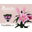 product/img.floraplaza.nl/114586-90-LIVE_fotos-0xDB68C78066AC55D6B260348E00F6F95881866EEA.jpg