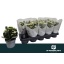 product/img.floraplaza.nl/114633-12-LIVE_fotos-0xE131E06288C5BCFD8FAD35221961C1EDDDE55E50.jpg