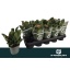 product/img.floraplaza.nl/114634-12-LIVE_fotos-0x2EAB296CBA619F8B7BF321D4F5FA0DFB06144E6D.jpg