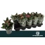 product/img.floraplaza.nl/114634-12-LIVE_fotos-0xD01B9BC85F934273FA102A5C45EA430DD857DC6F.jpg