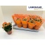 product/img.floraplaza.nl/114635-12-LIVE_fotos-0xDAB6E28A296E18B1A1B9A53920FF8BE2D689BAD6.jpg