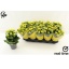product/img.floraplaza.nl/114636-12-LIVE_fotos-0xE1E173E06D91B3968E2588FB99E0316EA35241D0.jpg
