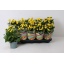 product/img.floraplaza.nl/114636-12-LIVE_fotos-0xF6D4C7B105256729D1440A53259DB43CD6A5BFA2.jpg