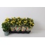 product/img.floraplaza.nl/114636-12-LIVE_fotos-0xFDD06E0C7A36E11ADB6C3AE16D445B46B2C3787E.jpg