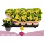 product/img.floraplaza.nl/114636-510-LIVE_fotos-0xBC720FD816C14436670FC108BEA5B41652903491.jpg