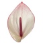 product/img.floraplaza.nl/114641-LIVE_fotos-0xA7B09D410D7B8ADA1203A52AB53906D52291AFC8.jpg
