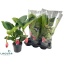product/img.floraplaza.nl/114678-17-LIVE_fotos-0xA7B6D3F1E9E8415D52E7B9BC47B09DD7870D9F08.jpg