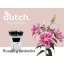 product/img.floraplaza.nl/114681-80-LIVE_fotos-0xA768CE417246A9EEBBEF006CA48D907CAD992A82.jpg