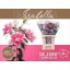 product/img.floraplaza.nl/114681-80-LIVE_fotos-0xAA58BA02F44DC8A82045FDE0474F3DDAB0AB8DC2.jpg