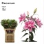 product/img.floraplaza.nl/114681-85-LIVE_fotos-0xB88744302E899CDC9911416C330A4C0182F8598E.jpg
