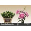 product/img.floraplaza.nl/114681-85-LIVE_fotos-0xE71A1F219988EA999C4D86A8089FD1F43BC9D21F.jpg