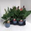product/img.floraplaza.nl/114739-17-LIVE_fotos-0xD0C5A4374CCE3A315E77ECDF3B280D0AACC9C874.jpg