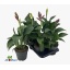 product/img.floraplaza.nl/114739-17-LIVE_fotos-0xDF7A013A2EBD449B7EA970115EAD4E144B494F39.jpg