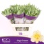 product/img.floraplaza.nl/114902-75-LIVE_fotos-0x4CDB64C7267587645353E5D17B5DECA5FE681059.jpg