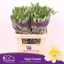 product/img.floraplaza.nl/114902-75-LIVE_fotos-0xC99A7C61C660A4CB3503E56BD19A14C3617D9638.jpg