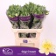 product/img.floraplaza.nl/114902-75-LIVE_fotos-0xCAA3006DEDA95B7FA0A3355C3CD51D255500D7DA.jpg
