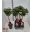product/img.floraplaza.nl/114941-19-LIVE_fotos-0x477A4CD278F25DDE5D701D9E9AF4058875D41A76.jpg