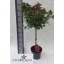 product/img.floraplaza.nl/114941-23-LIVE_fotos-0xF850C3E96314B21B899ECB75D45BE92310CC66FD.jpg