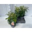 product/img.floraplaza.nl/114941-24-LIVE_fotos-0xF1950B797722BCB3F01C6B9D0081E91A3E4D8C84.jpg