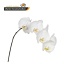 product/img.floraplaza.nl/114943-50-LIVE_fotos-0x5ACA000BF37A6806B04E4799192FEAE34F694A61.jpg