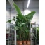 product/img.floraplaza.nl/114960-30-LIVE_fotos-0xE40224D76648310B81885F4256C454285C282036.jpg