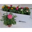 product/img.floraplaza.nl/114993-510-LIVE_fotos-0x957962881D23E4A183CA23ECDE7A356A720E11E2.jpg