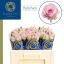 product/img.floraplaza.nl/115111-50-ZUUR-LIVE_fotos-0xAA539AEC4BD78C288C4B0FE14FE278B6D6C088FA.jpg