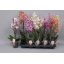product/img.floraplaza.nl/115156-12-LIVE_fotos-0x848E05862A70B3A1E55DE7CE6557A1DBB704A551.jpg