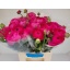 product/img.floraplaza.nl/115236-44-LIVE_fotos-0x2A1503ABB1FCACFCFFE33B5ED95754BD44D27690.jpg