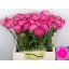 product/img.floraplaza.nl/115236-44-LIVE_fotos-0x826C6BBD50DD91BAF5C28E00C20EC8D3466297AE.jpg