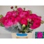 product/img.floraplaza.nl/115236-44-LIVE_fotos-0xCED21B3D147A15C785D46B81BB0523528F47EF36.jpg