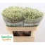 product/img.floraplaza.nl/115254-70-LIVE_fotos-0x41D3A3D919E3137A09C9788FDD8D3101E03931C9.jpg