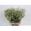 product/img.floraplaza.nl/115254-70-LIVE_fotos-0x5484752FD19F4DD6DE32A6926E76CA43E5A50A21.jpg