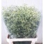 product/img.floraplaza.nl/115254-70-LIVE_fotos-0xA42AA02E97BA9C25C3BDD7D784612B29DAC75AC7.jpg