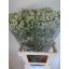 product/img.floraplaza.nl/115254-70-LIVE_fotos-0xF151FCC59EB22D7ECBEC7CB410ADA83C0BEACCC4.jpg