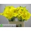product/img.floraplaza.nl/115298-55-LIVE_fotos-0x9A51DE43E8249C9CDC0B86EA4D08D49E8DBA3263.jpg