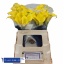 product/img.floraplaza.nl/115298-55-LIVE_fotos-0xF2E6B0BE448D2E359E85BCCE0A0CCFEB99AECD4F.jpg